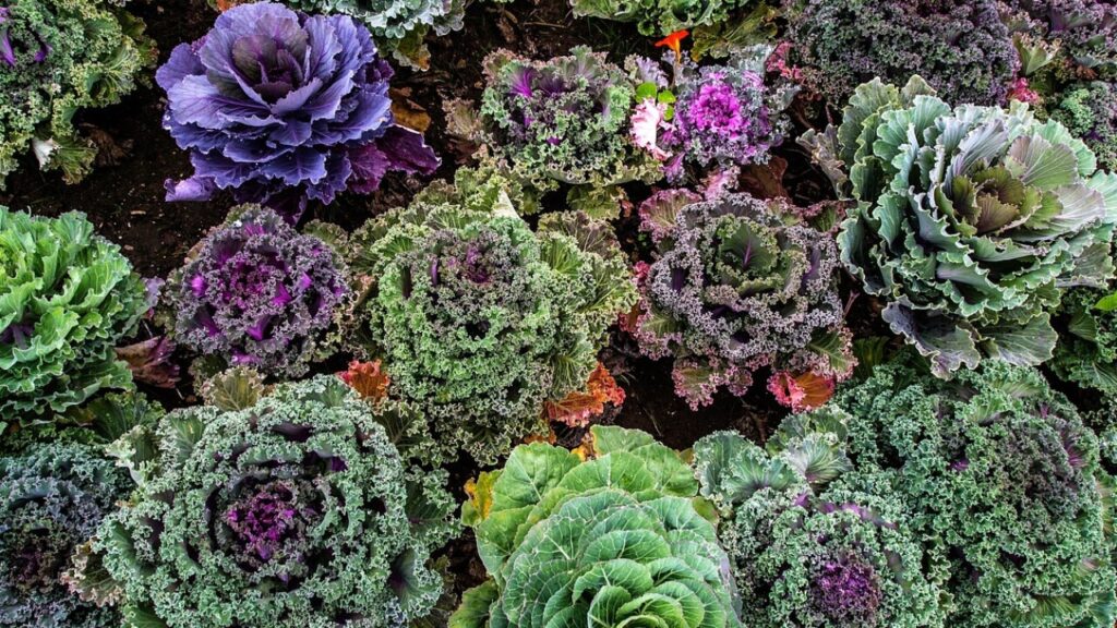 Télécharger le contrat au pair en PDF gratuit