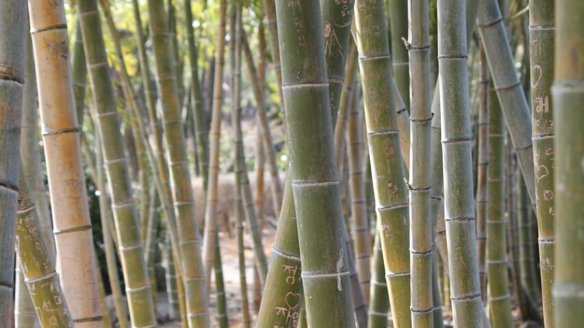 Contrat d'apprentissage vs contrat de professionnalisation : modèle de comparaison en PDF