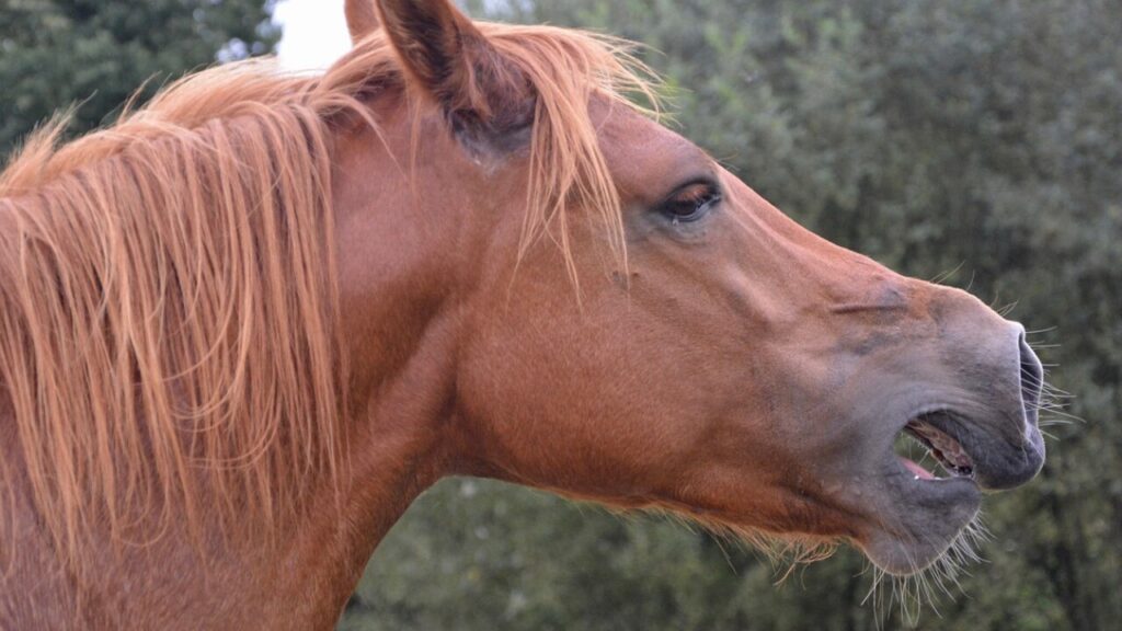 Télécharger le contrat confiage cheval PDF prêt à remplir